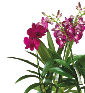 orchidees